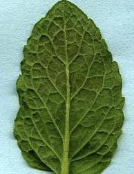 <p>What type of angiosperm is this?</p>