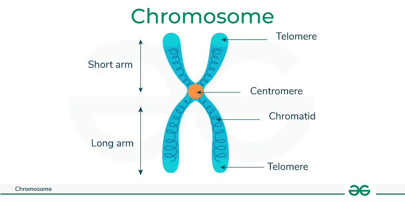 <p><span style="background-color: transparent;"><span>chromosome</span></span></p>