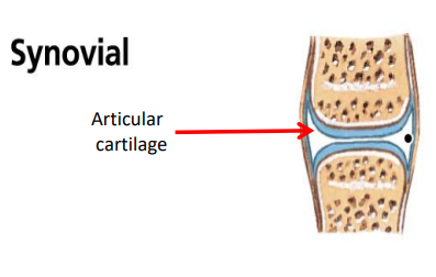 <p>What are the examples of diarthroses?</p>