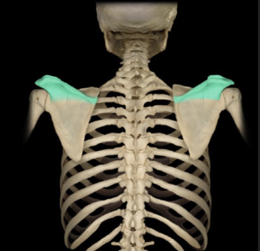 <p><span style="font-family: Arial, sans-serif; color: rgb(45, 59, 69)">posterior ridge of scapula</span></p>