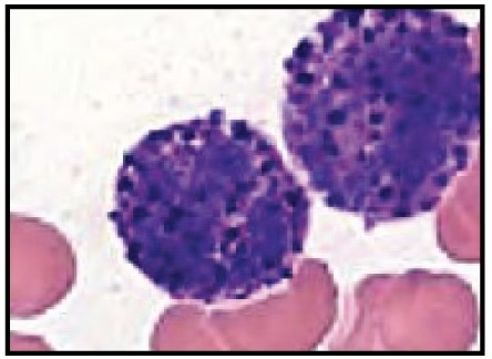 <p>Identify this leukocyte</p>