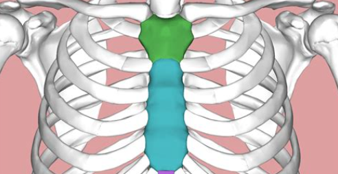 <p><span>What is the blue colored part of the sternum called?</span></p>