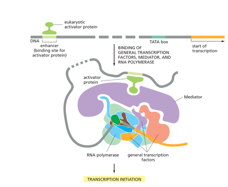 <p>Proteins close the loop DNA makes to make sure the enhancer interacts with the promoter. </p>