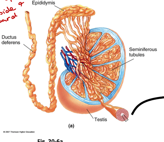 <ul><li><p>Seminiferous tubules → epididymis → vas deferens → urethra</p></li><li><p>Sertoli cells: support spermatogenesis</p></li><li><p>Leydig cells: secrete testosterone</p></li></ul><p></p>
