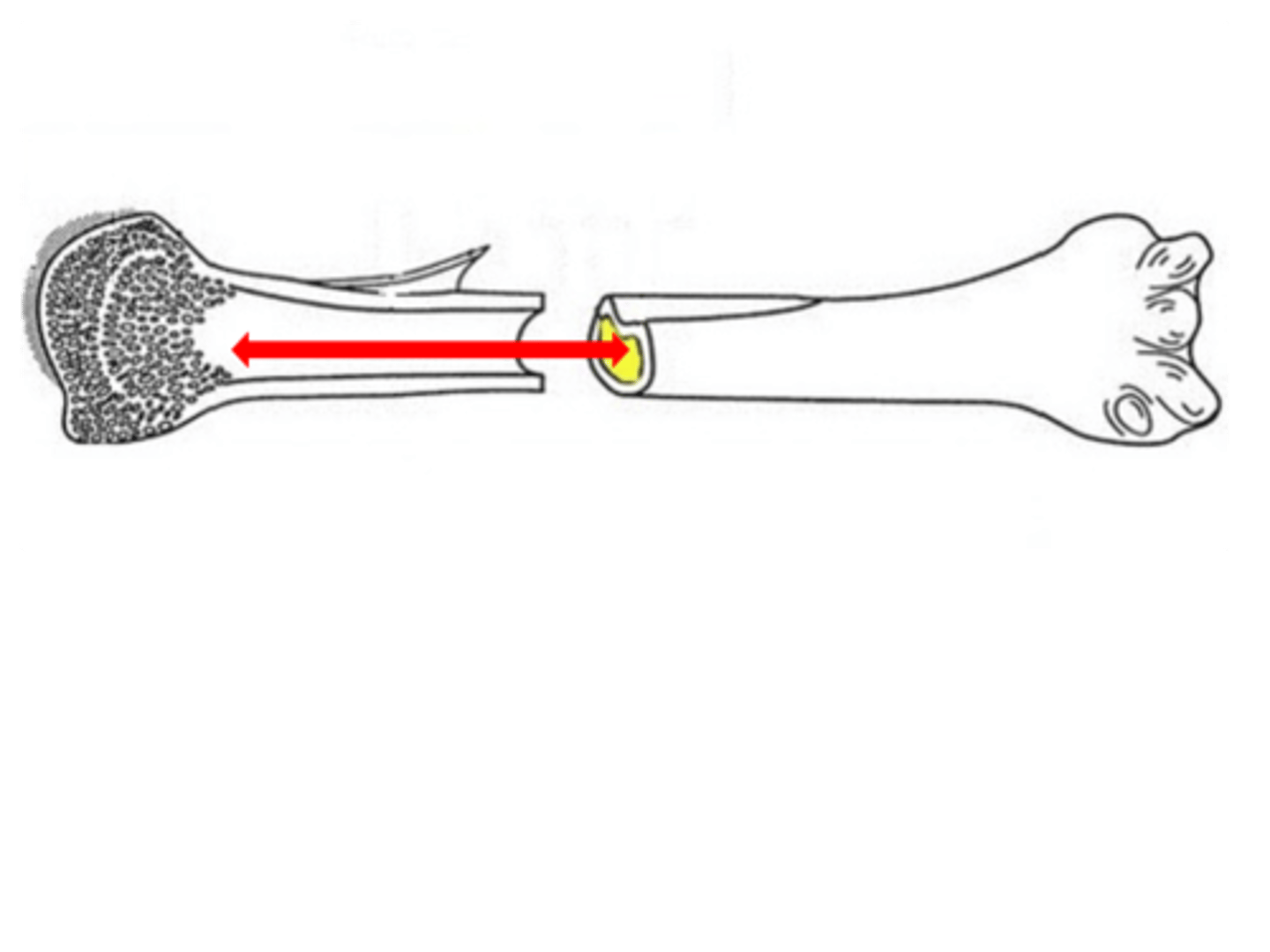 <p>DEFINITION</p><p>Space inside the diaphysis; filled with yellow bone marrow.</p>