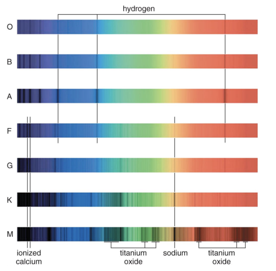 <p><span style="background-color: transparent;">All stars have atmospheres, the core of the stars are the “light bulbs” and the atmospheres are the “clouds”</span></p><ul><li><p><span style="background-color: transparent;">The hottest stars have fewer absorption lines because of ionization (electrons are stripped off so they’re not jumping up energy levels)</span></p></li><li><p><span style="background-color: transparent;">Cooler stars have more absorption lines</span></p></li></ul><p><span style="background-color: transparent;">Lines in a star’s spectrum correspond to a <strong>spectral type</strong> that reveals its temperature</span></p><p><span style="background-color: transparent;">(Each category is a spectral type)</span></p><p><span style="background-color: transparent;"><strong>O = hottest (less absorption) M = coolest(more absorption)</strong></span></p><p><span style="background-color: transparent;"><strong>Order: O,B,A,F,G,K,M</strong></span></p><p><span style="background-color: transparent;"><strong>O</strong>h <strong>B</strong>oy, <strong>A</strong>n <strong>F</strong> <strong>G</strong>rade <strong>K</strong>ills <strong>M</strong>e</span></p><ul><li><p><span style="background-color: transparent;">Each spectral type is subdivided into numbered subcategories (such as B0, B1,…, B9). The larger the number, the cooler the star. For example, the Sun is designated spectral type G2, which means it is slightly hotter than a G3 star but cooler than a G1 star.</span></p></li></ul><p></p>