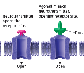 <p>it mimics a neurotransmitter, opening receptor sites</p>