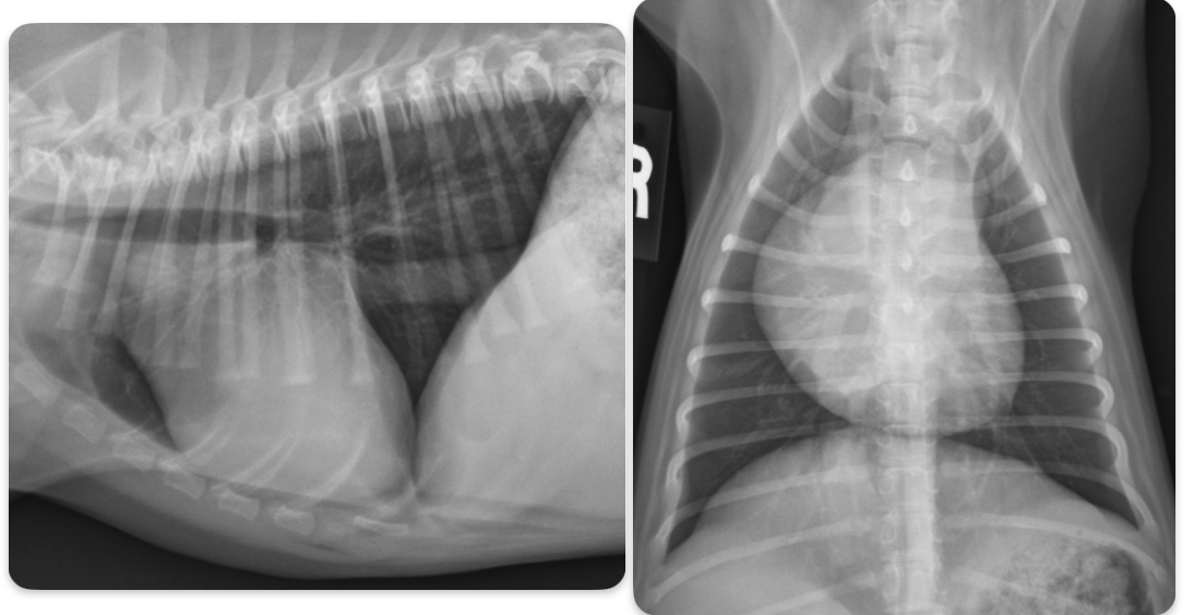 <p>What disease does this dog have</p>