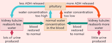 <ul><li><p>Pituitary gland releases lots of ADH into the blood</p></li><li><p>ADH travels in the bloodstream to the kidney tubules</p></li><li><p>ADH increases the kidney tubules’ permeability to water</p><ul><li><p>More water moves out of the tubules and back into the bloodstream</p></li></ul></li><li><p>Smaller volume of very concentrated (solutes) urine</p></li></ul><p></p>