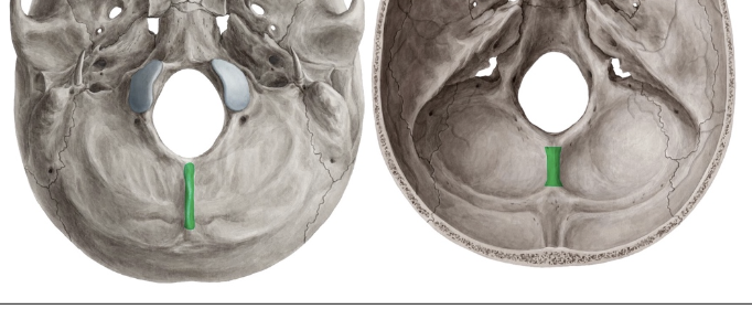 <p>occipital externa e interna</p>