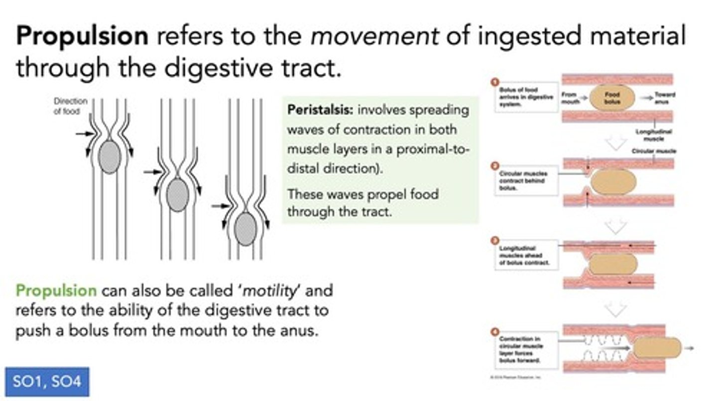 <p>A series of wave-like muscle contractions that move food through the digestive tract.</p>