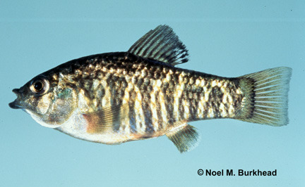 <p>Cyprinodon variegatus</p>