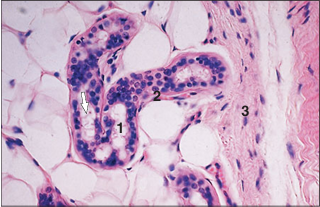 <p>name of histologic slide:</p><p>Specie:</p><p>Parts</p><p>1.__ 2.__ 3.__ </p><p>Stain used:</p>
