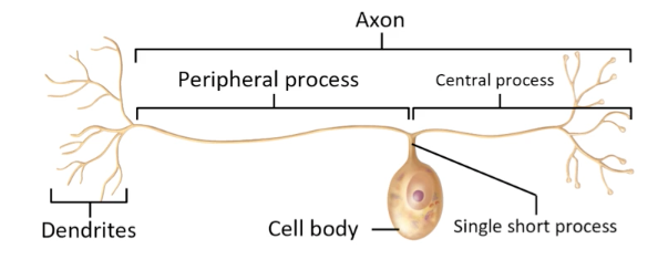 <ul><li><p>Single process exits cell body; fused axon and dendrites</p></li><li><p>All sensory neurons in the PNS</p></li></ul>