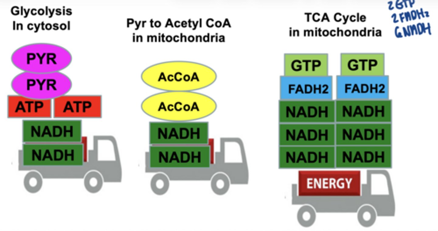 <p>glycolysis (cytosol: 2 pyruvate + 2 ATP + 2 NADPH</p><p>pryuvate to acetyl-CoA in mitochondria (PDH): 2 acetyl-CoA +2 NADH</p><p>TCA (mitochondria): 6 NADH + 2 FADH₂ + 2 GTP</p>