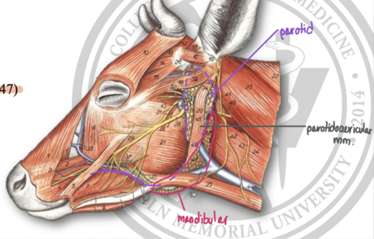 <p>what are the major salivary glands in cattle</p>