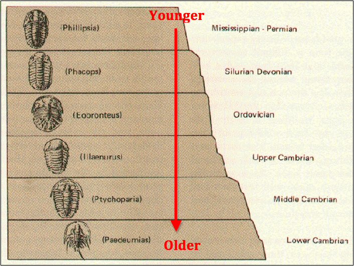 <p>evolutionary fossils can dictate how old a rock is</p>