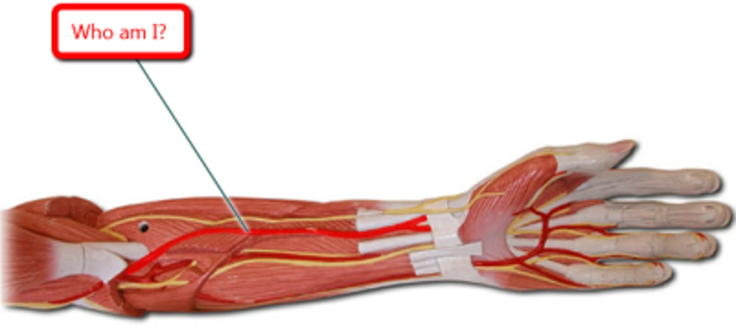 <p>Name the blood vessel.</p>