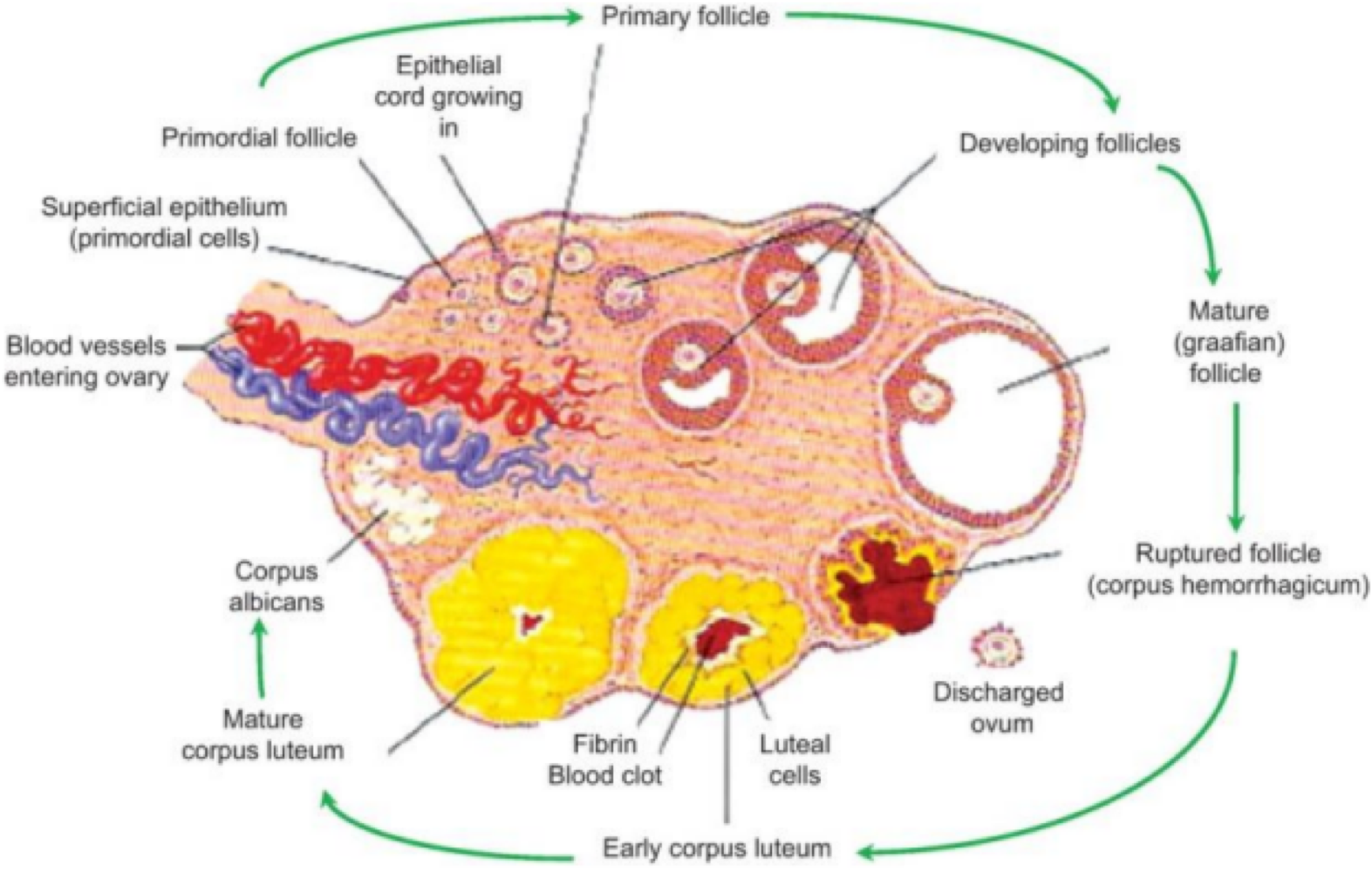 <p>progesterone </p>