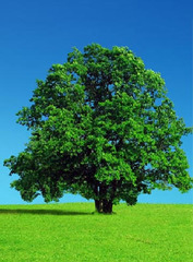 <p>tree</p>