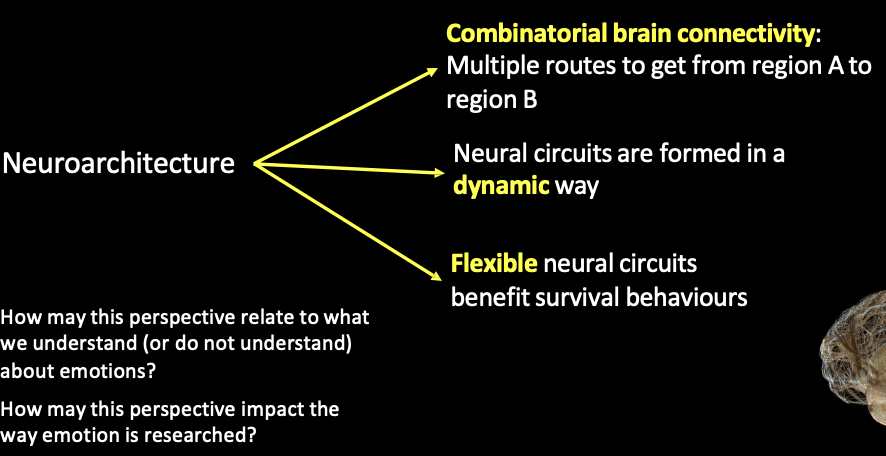 <ul><li><p>combinatorial brain connectivity - multiple routes to get from regions A to B </p></li><li><p>neural circuits are formed in a dynamic way </p></li><li><p>flexible neural circuits benefit survival behaviours </p></li></ul><p></p>