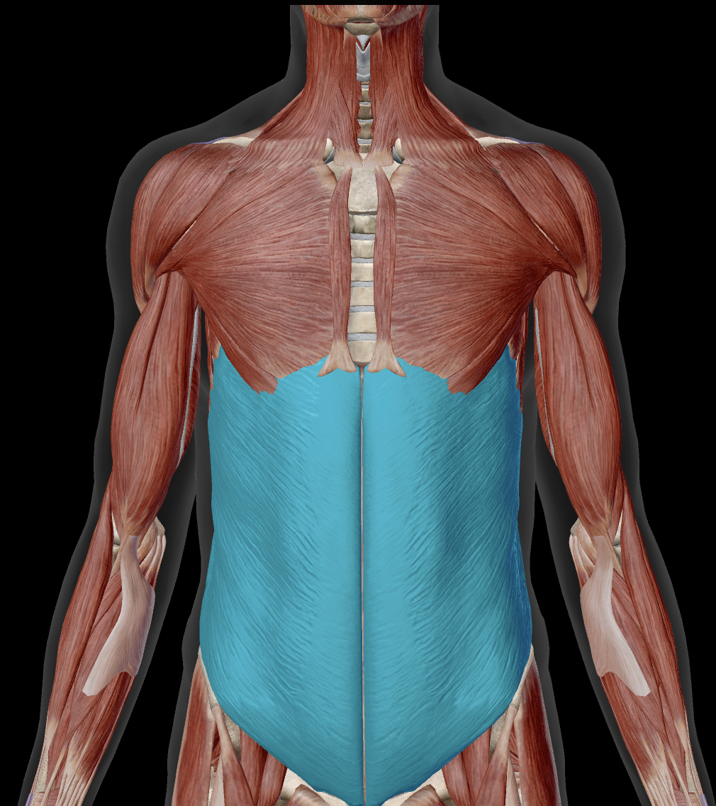 <p>Where does external abdominal oblique insert?</p>