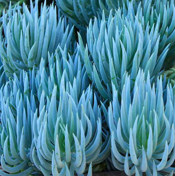<p><em>Senecio madraliscae</em>, Blue chalksticks, Asteraceae</p>