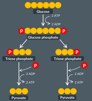 <p><span><span>Earlier, in the first step of glycolysis, we saw that 2 molecules of ATP are broken down in the conversion of glucose to glucose phosphate.<br><br>In the second step of glycolysis, glucose phosphate breaks down into two molecules of ……. ………….</span></span></p><p><span><span>In the third step, each of these two molecules is converted to………….Each conversion separately produces….ATP molecules. Therefore, in the third step of glycolysis, there is an overall yield of….ATP molecules.<br><br>As a result, in glycolysis, for a single molecule of glucose there is an overall yield of….ATP molecules.</span></span></p>