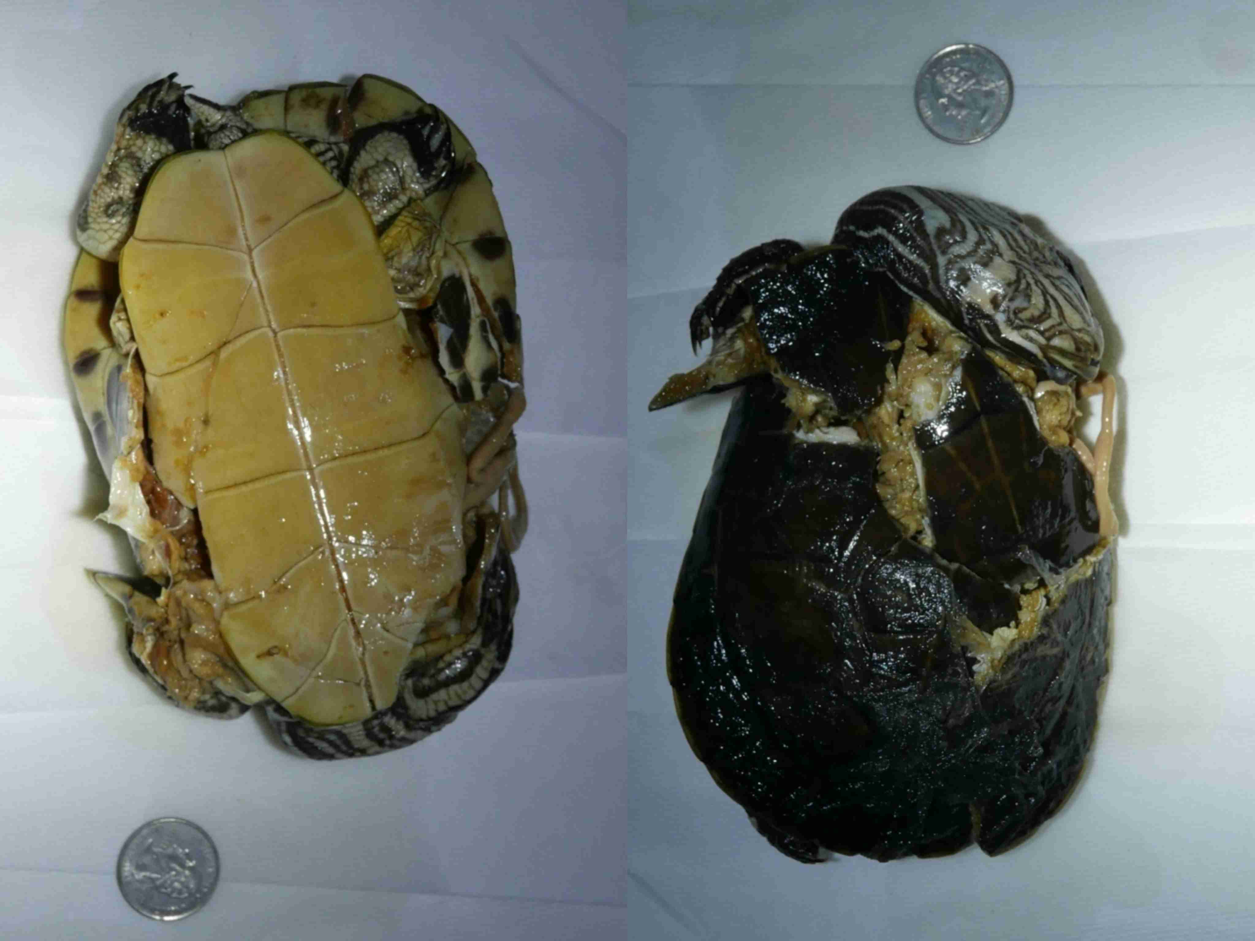 <p>What is the family and scientific name for this turtle?</p>