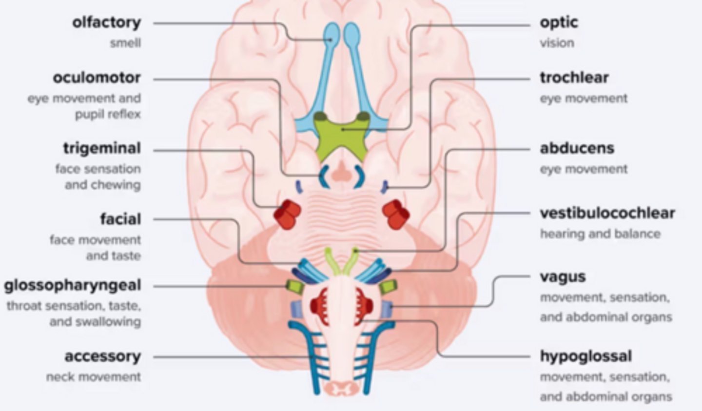 <p>There are 12 cranial nerves</p>