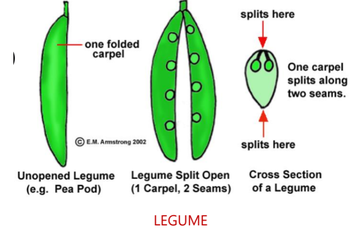 LEGUME / POD
