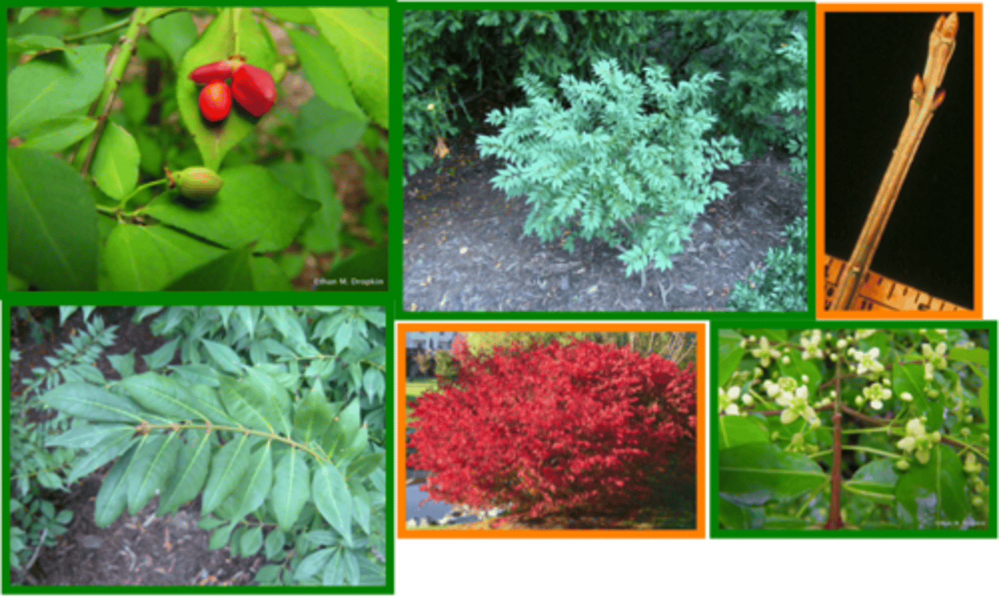 <p>Winged Euonymus</p>