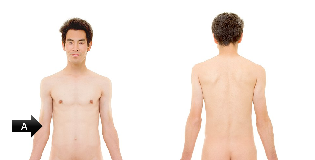 <p><span><span>Identify the gross anatomical region labeled A</span></span></p>