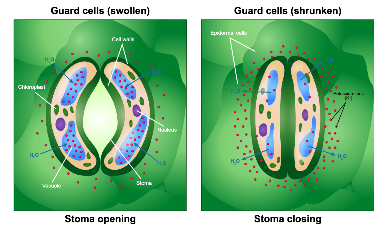 <p>open and close stoma</p>