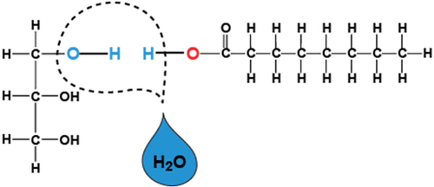 <p>Condensation reaction where molecules are connected by loss of a water molecule.</p>