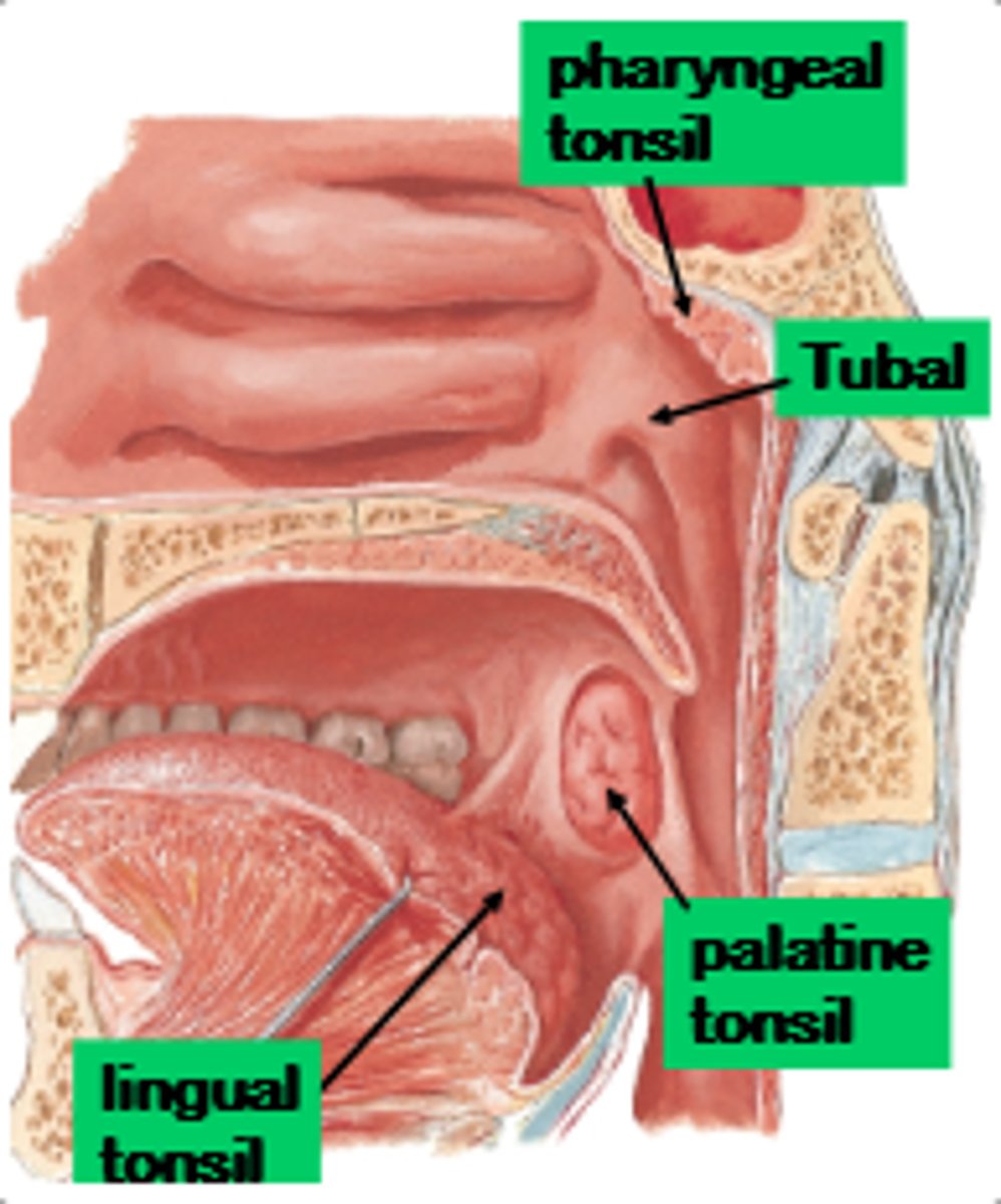 <p>Posterior to the openings of the auditory tubes into the pharynx</p>