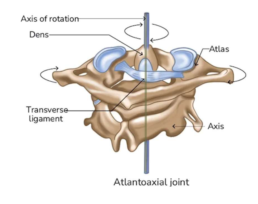 <ul><li><p>Os arrondi dans un anneau</p></li><li><p>Permet une rotation autour d’un axe</p></li><li><p>Exemples</p><ul><li><p>Mouvements de rotation C1-C2 qui permet de tourner la tête </p></li></ul></li></ul><p></p>