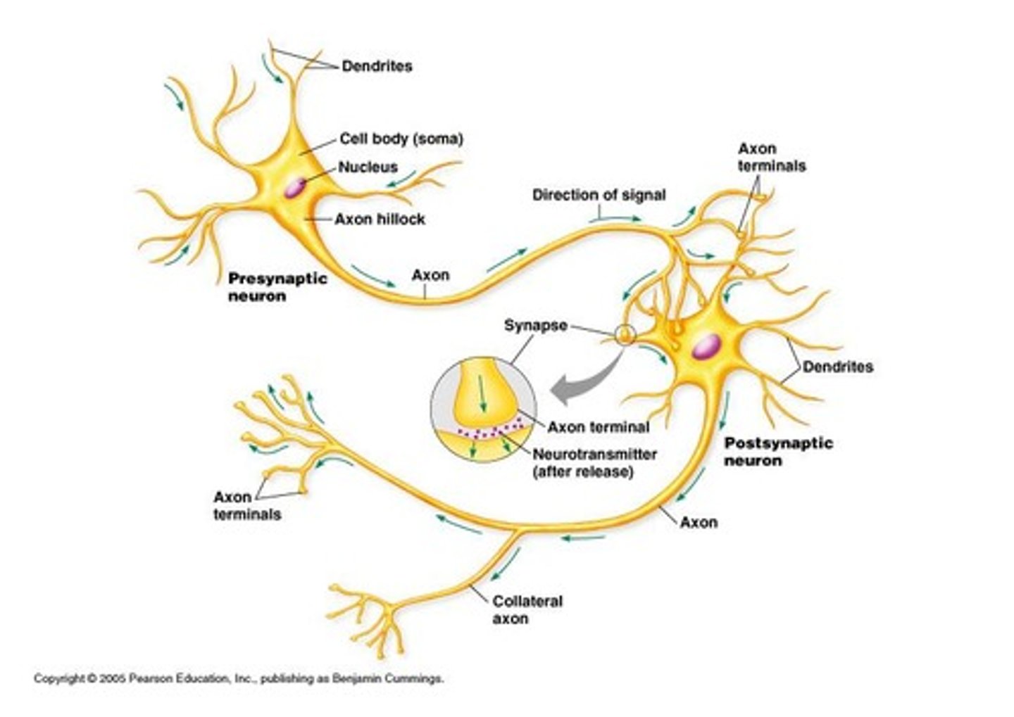 <p>Releases neurotransmitters.</p>