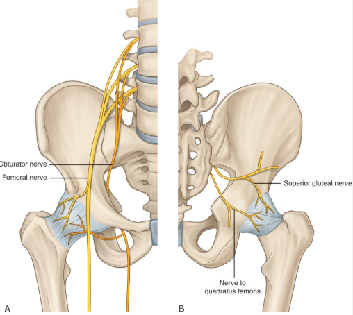 <p>femoral nerve </p>
