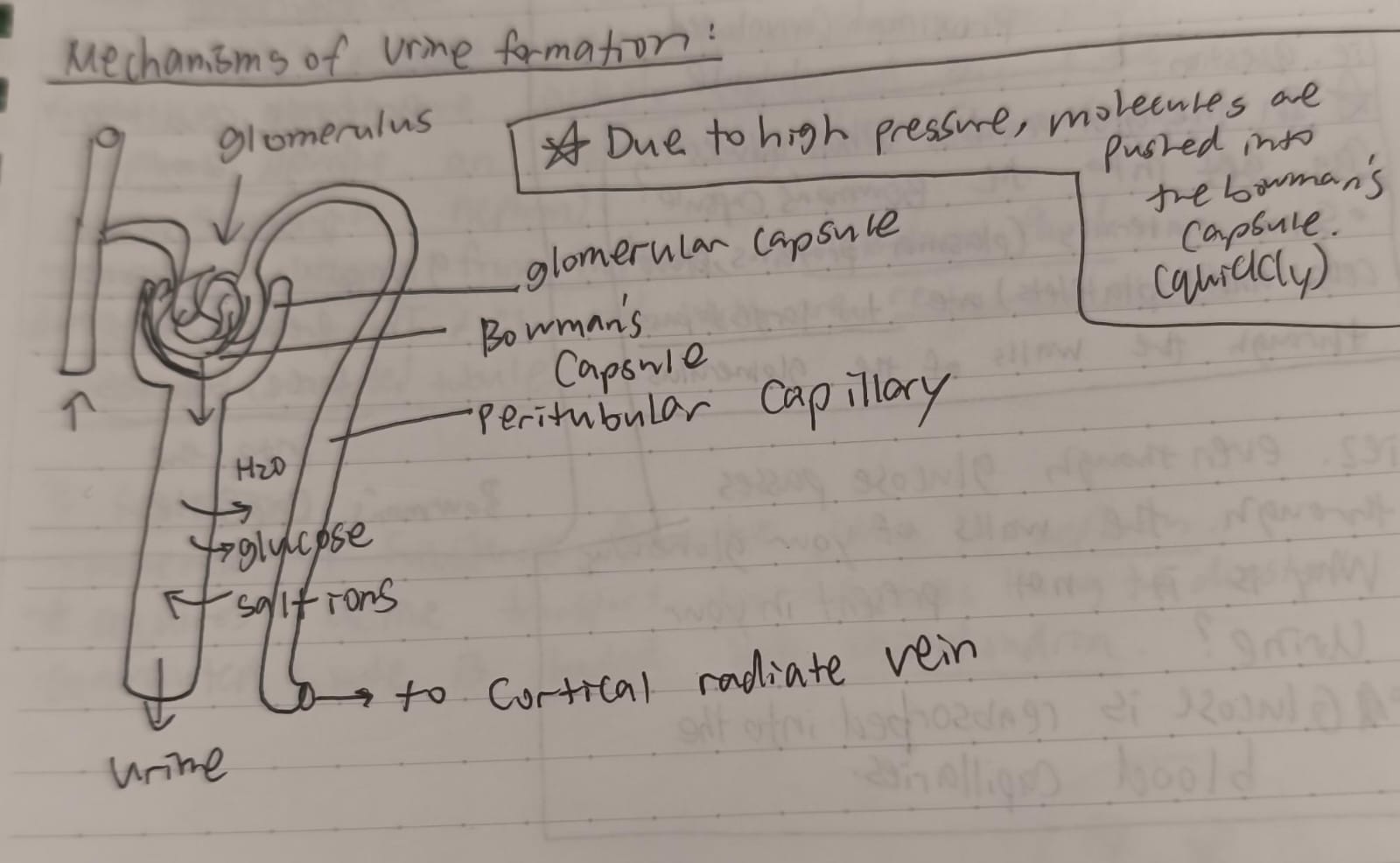 <ol><li><p>Blood enters the nephron via the afferent arteriole.</p></li><li><p>It flows into the glomerulus, a capillary tuft where filtration occurs under high pressure.</p></li><li><p>Filtered blood exits the glomerulus through the efferent arteriole.</p></li><li><p>The efferent arteriole branches into the peritubular capillaries (and vasa recta in juxtamedullary nephrons) surrounding the nephron tubules.</p></li><li><p>These capillaries facilitate reabsorption and secretion between blood and tubular fluid.</p></li><li><p>Finally, blood from the peritubular capillaries drains into the venous system via arcuate veins and ultimately leaves the kidney through the renal vein.</p></li></ol><p></p>