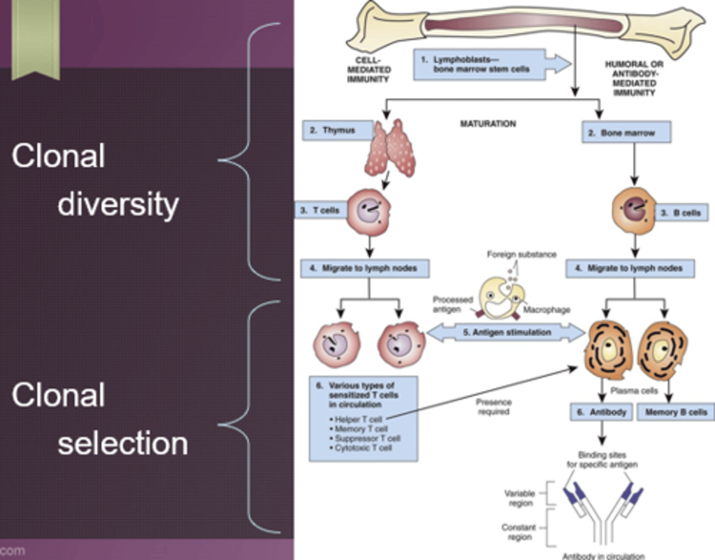 <p>- Humoral/antibody mediated: B cells (mature in bone marrow); plasma B cells (antibodies) and memory B cells</p><p>- Cell-mediated: T cells (mature in thymus); cytotoxic T cells, regulatory T cells (don't allow adaptive immune system to become overabundant), memory T cells; active in blood tissue</p><p>- Still naive at this point- Not exposed to anything, nonspecific</p><p>- Waiting for their match, make soldiers specific to a certain antigen</p><p>- Response will be quicker with memory cells</p><p>- Bacteria, infection, viruses, etc.</p>