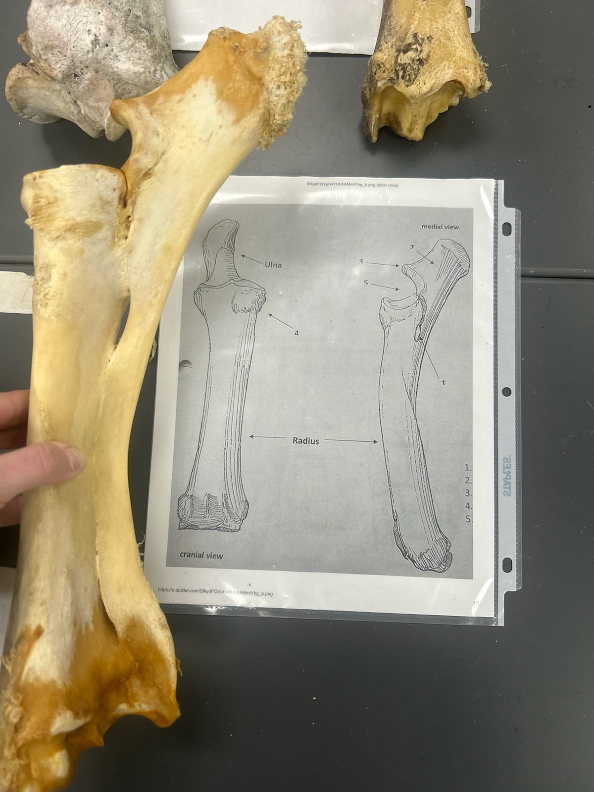 knowt flashcard image