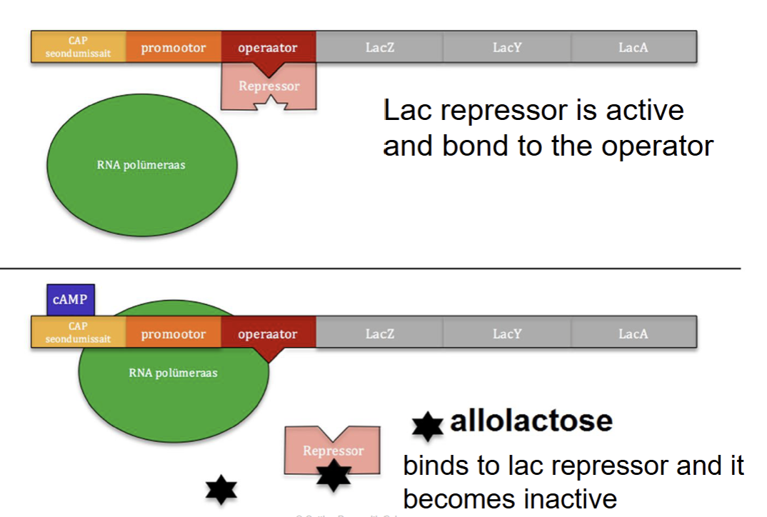 <ul><li><p>controls making lactase, which breaks down lactose</p></li><li><p>It’s an inducible operon, so it’s usually off </p></li><li><p>normally bound to the operator, blocking transcription </p></li><li><p>lactose (allolactose) is present, it acts as an inducer</p></li><li><p>allolactose binds to the repressor, turning it inactive</p></li><li><p>The repressor falls off, and the genes can now be transcribed to make lactase</p></li></ul><p></p>