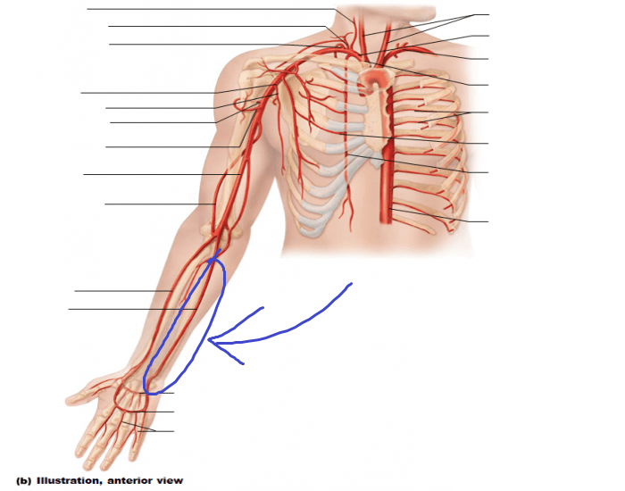 <p>splits off the brachial artery at the level of the elbow, follows to the ulnar/pinkie</p>