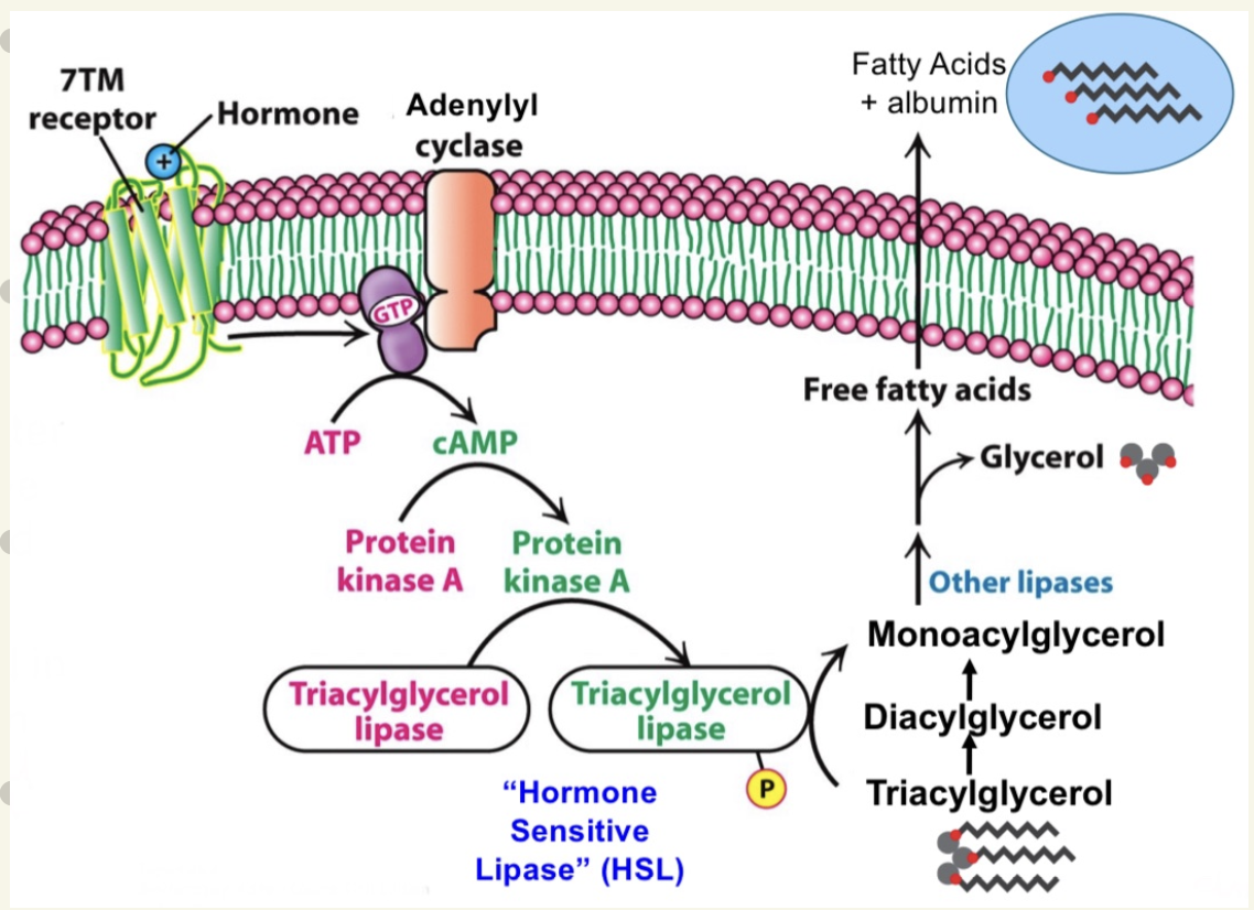 <ul><li><p><strong>epinephrine &amp; glucose </strong>signal via <strong>GPCRs</strong> on adipose cells</p></li><li><p>involves: Ga-ATP release → adenylyl cyclase activation → cAMP production → PKA activation → phosphorylates &amp; activates <strong>triacylglycerol lipase</strong> → hydeolyzes ester bonds to produce <strong>free fatty acids &amp; glycerols</strong></p></li><li><p>FFAs are transported in blood via <strong>albumin</strong> for cellular use</p></li></ul><p></p>