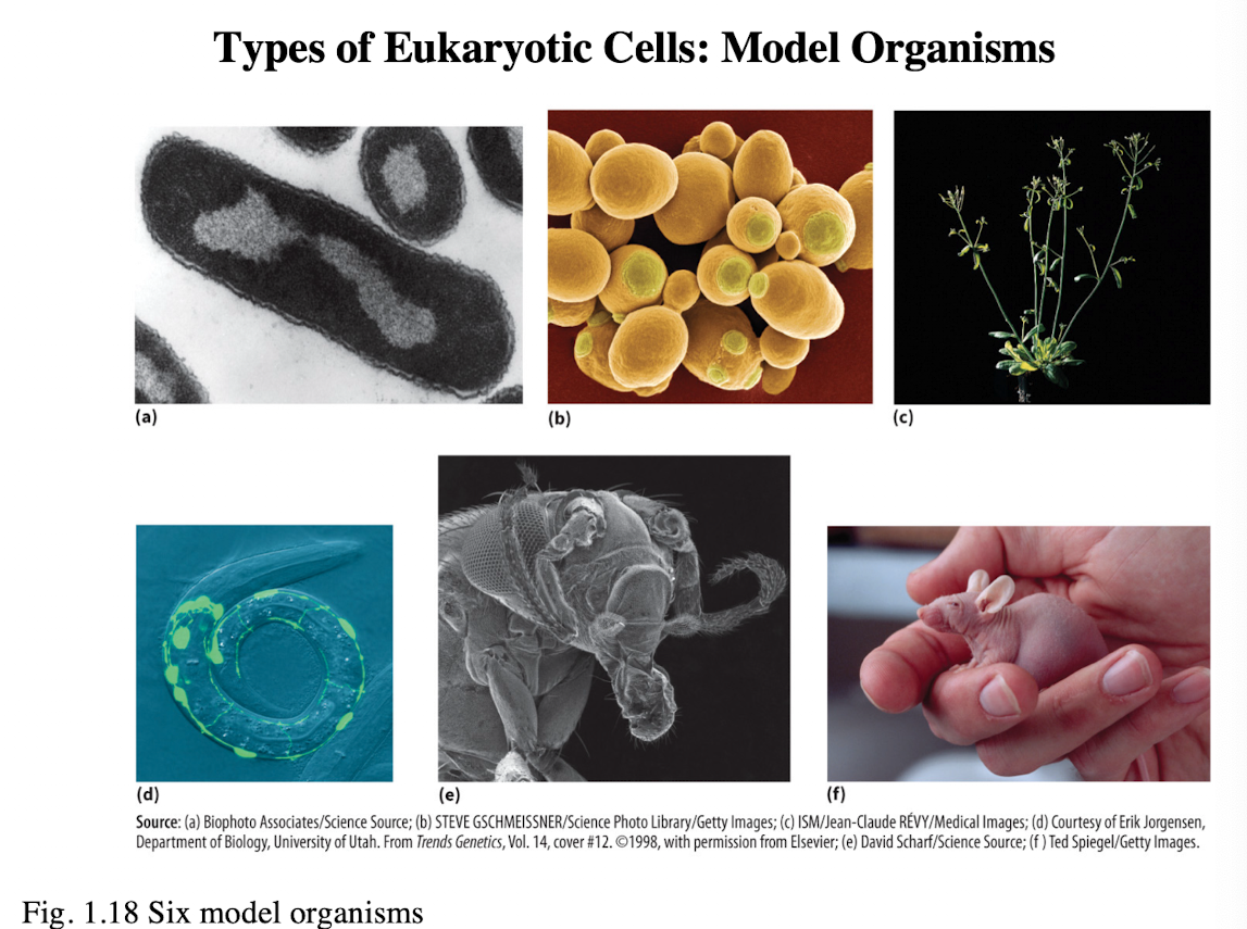 <p>a. Escherichia coli (E. coli/ bacteria)</p><p>b. Saccharomyces cerevisiae (Brewer’s yeast)</p><p>c. Arabidopsis thaliana (thale cress/ flowering plant)</p><p>d. Caenorhabditis elegans (roundworm/ nematode)</p><p>e. Drosophila melanogaster (fruit fly)</p><p>f. Mus musculus (mouse)</p><p></p>