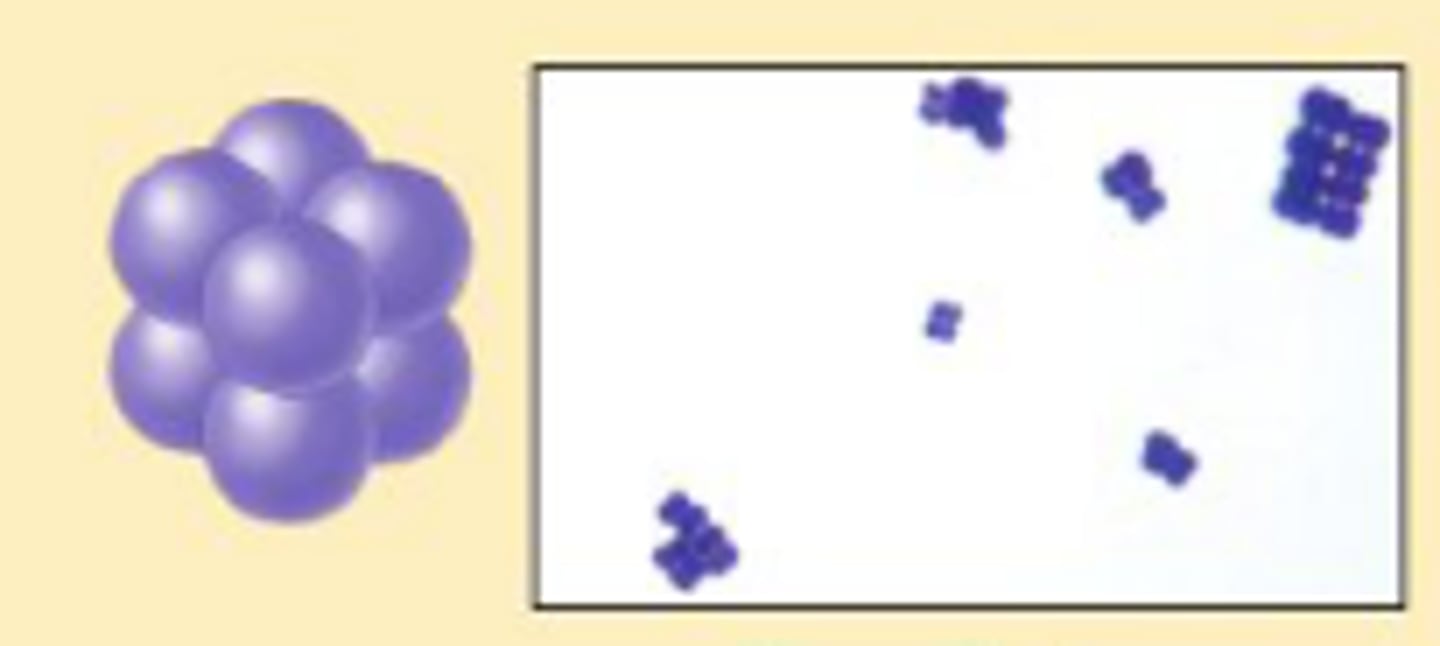 <p>cocci that appear in cubes</p>