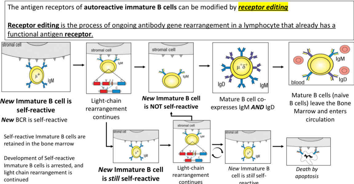 <p>Option 2 receptor editing </p>