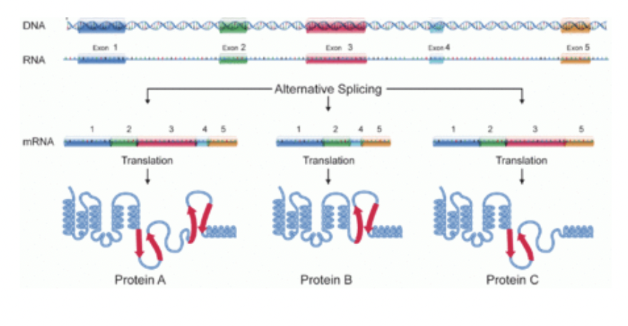 <p>In eukaryotes only</p>