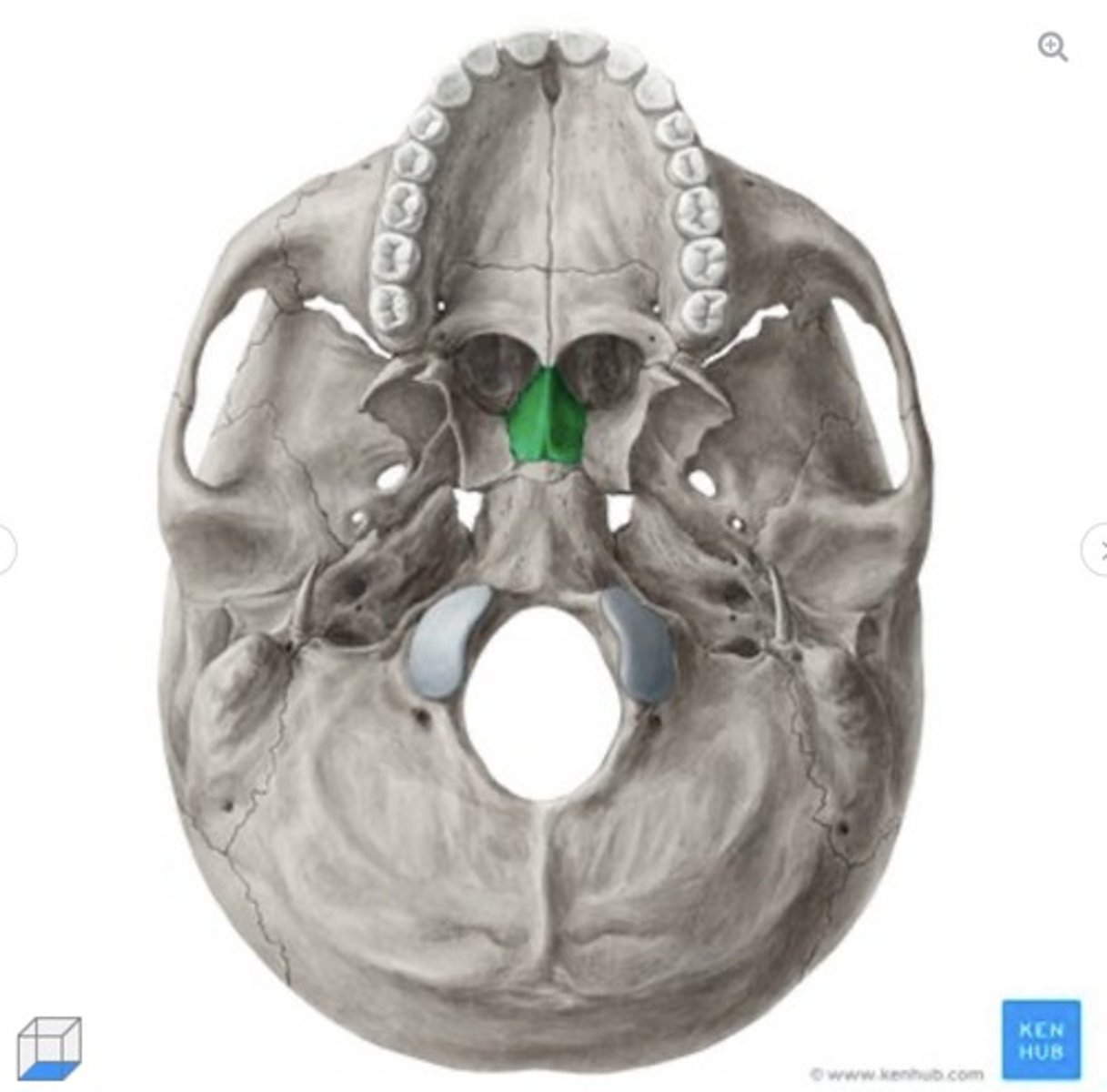 <p>what bone is this?</p>